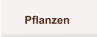 Pflanzen