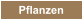 Pflanzen